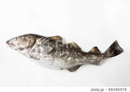 真鱈の鮮魚 98496978