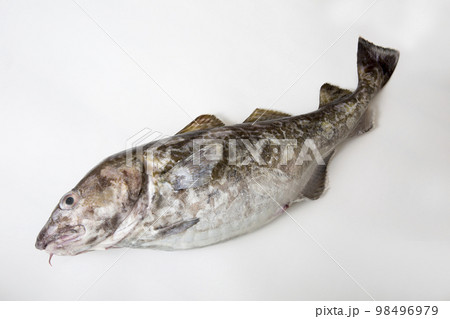 真鱈の鮮魚 98496979
