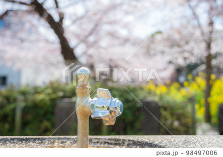 水飲み場と桜と菜の花（神奈川県川崎市高津区、久地円筒分水） 98497006
