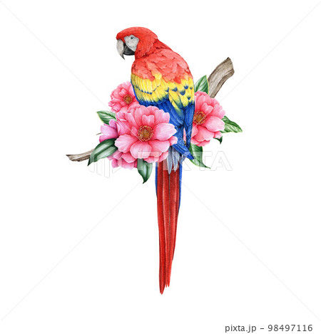 Parrot with tropical flowers. Hand dawn watercolor illustration. Beautiful scarlet macaw parrot with floral decor. Bright tropical bird with camellia blossoms. Isolated on white background Parrot with tropical flowers. Hand dawn watercolor illustration. Beautiful scarlet macaw parrot with floral decor. Bright tropical bird with camellia blossoms. Isolated on white background 98497116