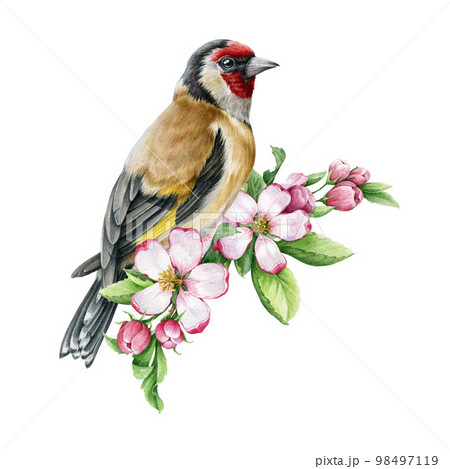 Goldfinch bird with spring apple flowers. Watercolor illustration. Hand drawn realistic garden bird springtime image. Tiny songbird. Single European goldfinch beautiful flower decor. White background 98497119