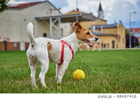 Cute active dog walking at green grass, playing with toy ball. Close up outdoors portrait of funny Jack Russell Terrier 98497416