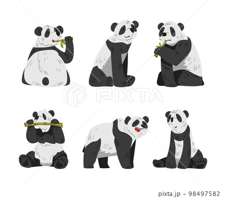 Cute Big Panda with Black and White Coat in Different Pose Vector Set 98497582