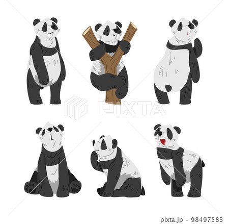 Cute Big Panda with Black and White Coat in Different Pose Vector Set Cute Big Panda with Black and White Coat in Different Pose Vector Set 98497583