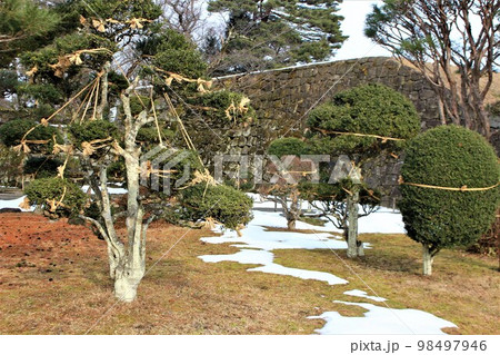 会津鶴ヶ城の雪吊り 会津鶴ヶ城の雪吊り 98497946