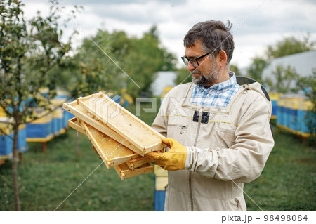 Beekeeper holding honeycomb frame in hands. Farmer wearing bee suit working with honeycomb in apiary. Man posing for a photo and smiling. 98498084