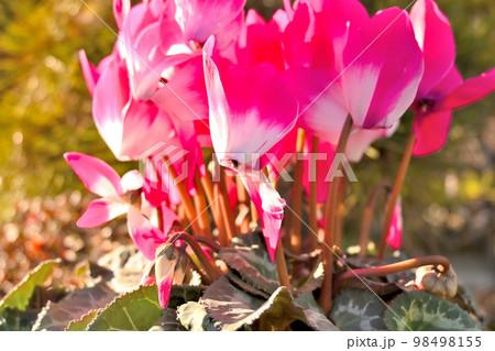 シクラメン 98498155