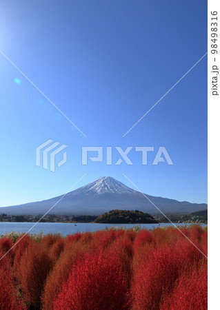 秋の河口湖の大石公園のコキア ( 11月 / 富士河口湖町 ) 秋の河口湖の大石公園のコキア ( 11月 / 富士河口湖町 ) 98498316