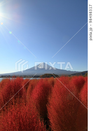 秋の河口湖の大石公園のコキア ( 11月 / 富士河口湖町 ) 秋の河口湖の大石公園のコキア ( 11月 / 富士河口湖町 ) 98498317