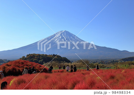 秋の河口湖の大石公園のコキア ( 11月 / 富士河口湖町 ) 98498334
