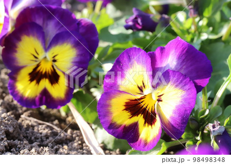 日本の冬の公園に咲く黄色と紫色の複色のパンジーの花 日本の冬の公園に咲く黄色と紫色の複色のパンジーの花 98498348
