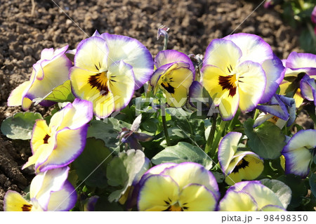日本の冬の公園に咲く黄色と紫色の複色のパンジーの花 98498350