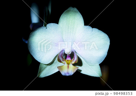 Bright greenish yellow open Orchid flower Bright greenish yellow open Orchid flower 98498353
