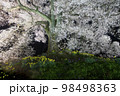 わに塚の桜の夜のライトアップ 98498363