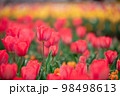 チューリップ畑 98498613