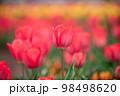 チューリップ畑 98498620