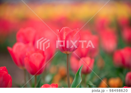 チューリップ畑 チューリップ畑 98498620