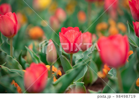 赤色チューリップ 98498719