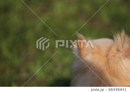 春の野に佇む愛犬 98498841