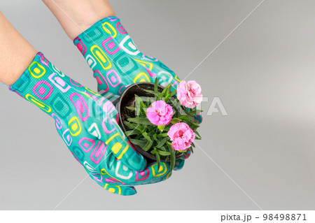 Cultivating carnation flowers in pots at home. Cultivating carnation flowers in pots at home. 98498871