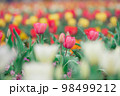 チューリップ畑 98499212