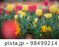 チューリップ畑 98499214