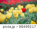 チューリップ畑 98499217