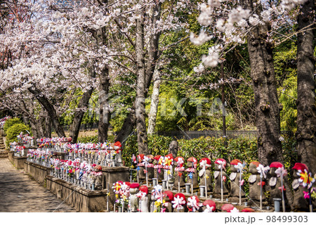 東京港区 増上寺 千躰子育地蔵菩薩とソメイヨシノ 東京港区 増上寺 千躰子育地蔵菩薩とソメイヨシノ 98499303