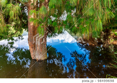 mountain lake in beautiful Colombian nature 98499698