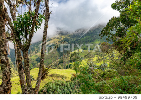 Cocora palm valley in Colombia in South America 98499709