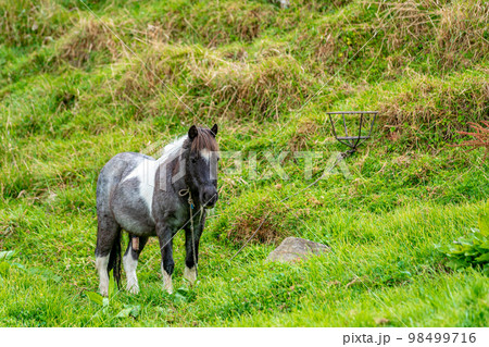 horse in the paddock on the farm horse in the paddock on the farm 98499716