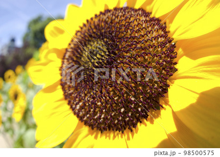 ひまわりの花のクローズアップ写真です。品種はビンセントオレンジです。 ひまわりの花のクローズアップ写真です。品種はビンセントオレンジです。 98500575