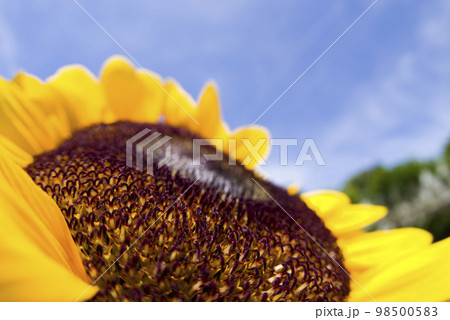 ひまわりの花のクローズアップ写真です。品種はビンセントオレンジです。 ひまわりの花のクローズアップ写真です。品種はビンセントオレンジです。 98500583