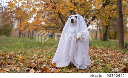 Jack Russell Terrier dog in a ghost costume in the autumn forest.  98500642