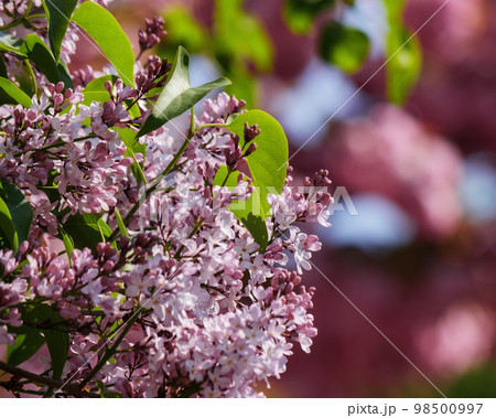 lilac blossom in front of a sakura background. spring has come 98500997
