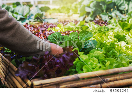 close up hand woman picking vegetable from garden close up hand woman picking vegetable from garden 98501242