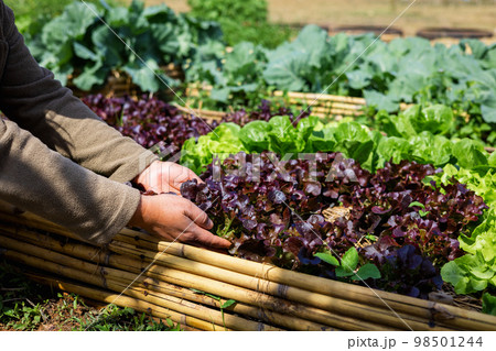 close up hand woman picking vegetable from  garden 98501244