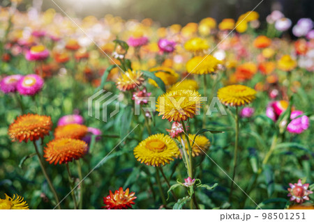 colorful straw flower with sunshine at park 98501251