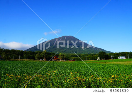 北海道 真狩側からの羊蹄山 北海道 真狩側からの羊蹄山 98501350