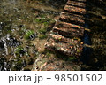 三島の源兵衛川 98501502