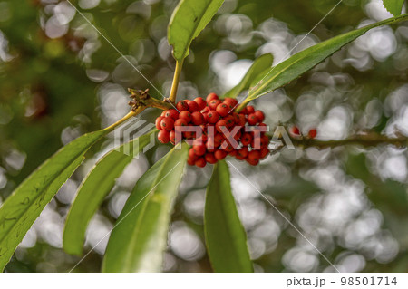 タラヨウの赤い実・クローズアップ 98501714
