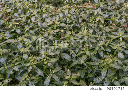 ヤマアイの群生 98501715