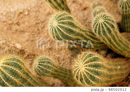 植物園の英冠玉 98502012