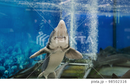 Sturgeon in the aquarium Sturgeon in the aquarium 98502316