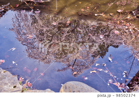 屋根の上のなりひら桜 98502374