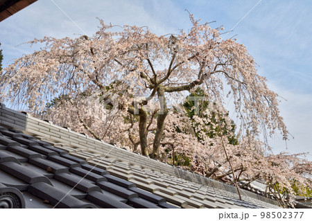 屋根の上のなりひら桜 98502377