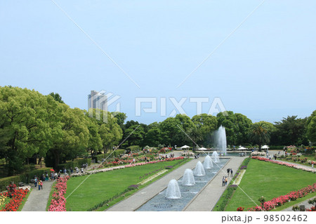 薔薇が満開の神戸・須磨離宮公園【5月】 薔薇が満開の神戸・須磨離宮公園【5月】 98502462