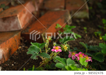 ピンク色のワイルドストロベリーの花 ピンク色のワイルドストロベリーの花 98502476