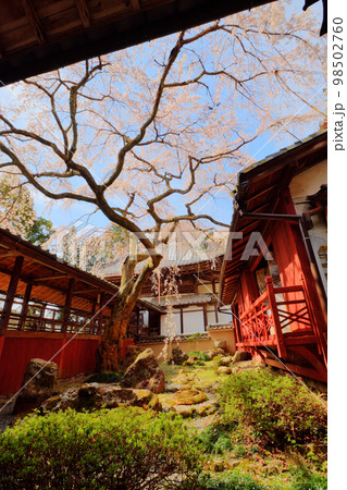 十輪寺の三方普感の庭のなりひら桜 98502760