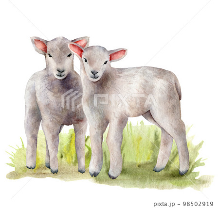 Watercolor spring card with meadow and lambs. Hand painted green grass and a pair of sheep isolated on white background. Animal illustration for design, print, fabric or background. Watercolor spring card with meadow and lambs. Hand painted green grass and a pair of sheep isolated on white background. Animal illustration for design, print, fabric or background. 98502919